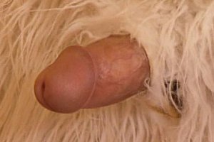 做爰xxzoxxxx